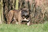BULLDOG ANGLAIS 075